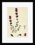Thymus Chamaedrys Larger Wild Thyme by Anonymous