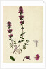 Thymus Chamaedrys Larger Wild Thyme by Anonymous