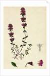 Thymus Chamaedrys Larger Wild Thyme by Anonymous