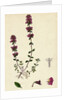 Thymus Chamaedrys Larger Wild Thyme by Anonymous