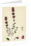 Thymus Chamaedrys Larger Wild Thyme by Anonymous