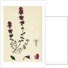 Thymus Chamaedrys Larger Wild Thyme by Anonymous