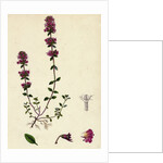 Thymus Chamaedrys Larger Wild Thyme by Anonymous