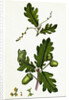 Quercus Pedunculata Common Oak by Anonymous