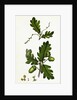 Quercus Pedunculata Common Oak by Anonymous