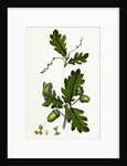 Quercus Pedunculata Common Oak by Anonymous