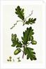 Quercus Pedunculata Common Oak by Anonymous