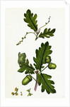 Quercus Pedunculata Common Oak by Anonymous