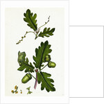 Quercus Pedunculata Common Oak by Anonymous