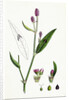 Polygonum Persicaria Var. Genuinum Spotted Persicaria Var. A. by Anonymous
