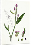 Polygonum Persicaria Var. Genuinum Spotted Persicaria Var. A. by Anonymous