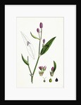 Polygonum Persicaria Var. Genuinum Spotted Persicaria Var. A. by Anonymous
