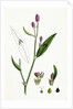 Polygonum Persicaria Var. Genuinum Spotted Persicaria Var. A. by Anonymous