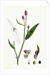 Polygonum Persicaria Var. Genuinum Spotted Persicaria Var. A. by Anonymous