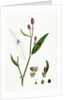 Polygonum Persicaria Var. Genuinum Spotted Persicaria Var. A. by Anonymous
