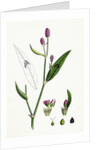 Polygonum Persicaria Var. Genuinum Spotted Persicaria Var. A. by Anonymous