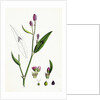 Polygonum Persicaria Var. Genuinum Spotted Persicaria Var. A. by Anonymous
