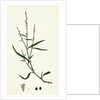 Polygonum Minus Small Persicaria by Anonymous