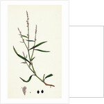 Polygonum Minus Small Persicaria by Anonymous