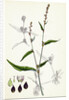 Polygonum Mite Lax-Flowered Persicaria by Anonymous