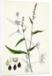 Polygonum Mite Lax-Flowered Persicaria by Anonymous