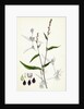 Polygonum Mite Lax-Flowered Persicaria by Anonymous