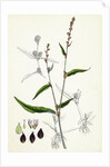 Polygonum Mite Lax-Flowered Persicaria by Anonymous