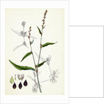 Polygonum Mite Lax-Flowered Persicaria by Anonymous