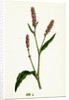 Polygonum Persicaria Var. Elatum Spotted Persicaria Var. B. by Anonymous