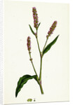 Polygonum Persicaria Var. Elatum Spotted Persicaria Var. B. by Anonymous