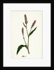 Polygonum Persicaria Var. Elatum Spotted Persicaria Var. B. by Anonymous