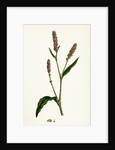 Polygonum Persicaria Var. Elatum Spotted Persicaria Var. B. by Anonymous