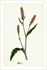 Polygonum Persicaria Var. Elatum Spotted Persicaria Var. B. by Anonymous