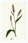 Polygonum Persicaria Var. Elatum Spotted Persicaria Var. B. by Anonymous