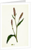 Polygonum Persicaria Var. Elatum Spotted Persicaria Var. B. by Anonymous