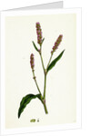 Polygonum Persicaria Var. Elatum Spotted Persicaria Var. B. by Anonymous
