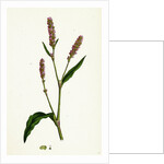 Polygonum Persicaria Var. Elatum Spotted Persicaria Var. B. by Anonymous
