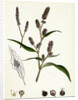 Polygonum Lapathifolium Var. Nodosum Glandular Persicaria Var. B. by Anonymous