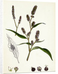 Polygonum Lapathifolium Var. Nodosum Glandular Persicaria Var. B. by Anonymous