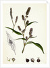 Polygonum Lapathifolium Var. Nodosum Glandular Persicaria Var. B. by Anonymous