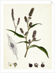 Polygonum Lapathifolium Var. Nodosum Glandular Persicaria Var. B. by Anonymous
