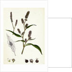 Polygonum Lapathifolium Var. Nodosum Glandular Persicaria Var. B. by Anonymous