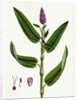 Polygonum Amphibium Terrestre Amphibious Bistort Terrestial Form by Anonymous