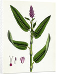 Polygonum Amphibium Terrestre Amphibious Bistort Terrestial Form by Anonymous