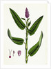 Polygonum Amphibium Terrestre Amphibious Bistort Terrestial Form by Anonymous