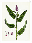 Polygonum Amphibium Terrestre Amphibious Bistort Terrestial Form by Anonymous