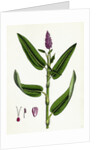 Polygonum Amphibium Terrestre Amphibious Bistort Terrestial Form by Anonymous