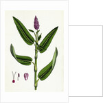 Polygonum Amphibium Terrestre Amphibious Bistort Terrestial Form by Anonymous