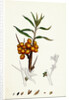Hippophyäe Rhamnoides Sea Buckthorn by Anonymous
