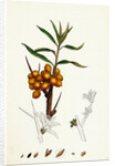 Hippophyäe Rhamnoides Sea Buckthorn by Anonymous